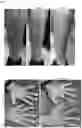 Fig. 08 - Pharmaceutical composition for dermatology and uses thereof