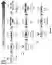 Fig. 02 - DENTAL PULP STEM CELLS AND USES THEREOF