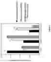 Fig. 08 - DENTAL PULP STEM CELLS AND USES THEREOF