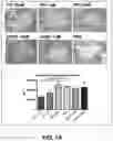 Fig. 31 - COMPOSITIONS AND METHODS FOR TREATMENT OF INTRACELLULAR DAMAGE AND BACTERIAL INFECTION