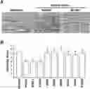 Fig. 01 - APPLICATION OF PEDF-DERIVED SHORT PEPTIDES IN TENDON HEALING