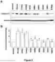 Fig. 03 - APPLICATION OF PEDF-DERIVED SHORT PEPTIDES IN TENDON HEALING