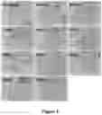 Fig. 04 - APPLICATION OF PEDF-DERIVED SHORT PEPTIDES IN TENDON HEALING