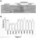 Fig. 05 - APPLICATION OF PEDF-DERIVED SHORT PEPTIDES IN TENDON HEALING