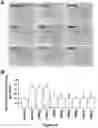 Fig. 06 - APPLICATION OF PEDF-DERIVED SHORT PEPTIDES IN TENDON HEALING