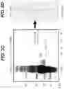 Fig. 05 - Method of Treating Respiratory Disorders