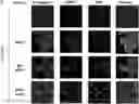 Fig. 01 - COMPOSITIONS AND METHODS FOR IN VIVO POST TRANSLATIONAL MODIFICATION