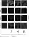 Fig. 04 - COMPOSITIONS AND METHODS FOR IN VIVO POST TRANSLATIONAL MODIFICATION