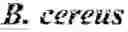 Fig. 02 - Endolysins active against bacteria, pharmaceutical compositions, and methods relating thereto