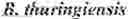 Fig. 03 - Endolysins active against bacteria, pharmaceutical compositions, and methods relating thereto