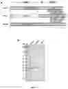 Fig. 04 - Endolysins active against bacteria, pharmaceutical compositions, and methods relating thereto