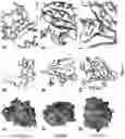 Fig. 09 - Endolysins active against bacteria, pharmaceutical compositions, and methods relating thereto