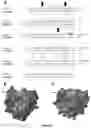 Fig. 12 - Endolysins active against bacteria, pharmaceutical compositions, and methods relating thereto