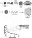 Fig. 01 - SHORT INTERFERING RNA TEMPLATED LIPOPROTEIN PARTICLES (SIRNA-TLP)