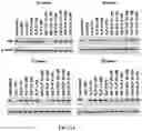 Fig. 06 - SHORT INTERFERING RNA TEMPLATED LIPOPROTEIN PARTICLES (SIRNA-TLP)