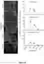Fig. 02 - ANC80 ENCODING SPHINGOLIPID-METABOLIZING PROTEINS