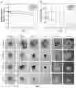 Fig. 06 - Biofunctional hydrogel for wound healing