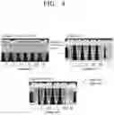 Fig. 04 - Microgel composition comprising collagen and method of preparing the same