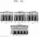 Fig. 06 - Microgel composition comprising collagen and method of preparing the same