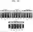 Fig. 08 - Microgel composition comprising collagen and method of preparing the same