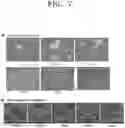 Fig. 09 - Microgel composition comprising collagen and method of preparing the same