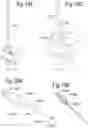Fig. 24 - Optimized solid substrates, tools for use with same and uses thereof for promoting cell and tissue growth