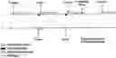 Fig. 01 - Hemodynamic performance enhancement through asymptomatic diaphragm stimulation