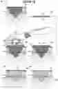 Fig. 07 - Methods and systems for the therapeutic application of laser and cannabidiol to the skin