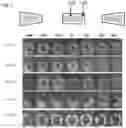 Fig. 03 - Magnetic assemblies, apparatuses and processes for producing optical effect layers comprising oriented non-spherical magnetic or magnetizable pigment particles