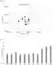 Fig. 02 - NOVEL ANTI-PAD2 ANTIBODY