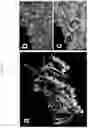 Fig. 08 - Violaxanthin-overproducing strain of and the method for producing violaxanthin using the same