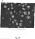 Fig. 06 - CELL-SUPPORT MATRIX HAVING NARROWLY DEFINED UNIFORMLY VERTICALLY AND NON-RANDOMLY ORGANIZED POROSITY AND PORE DENSITY AND A METHOD FOR PREPARATION THEREOF