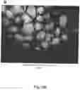 Fig. 07 - CELL-SUPPORT MATRIX HAVING NARROWLY DEFINED UNIFORMLY VERTICALLY AND NON-RANDOMLY ORGANIZED POROSITY AND PORE DENSITY AND A METHOD FOR PREPARATION THEREOF