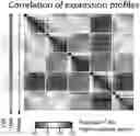 Fig. 01 - CELL POPULATIONS AND GENE EXPRESSION ASSOCIATED WITH IN VITRO BETA CELL DIFFERENTIATION