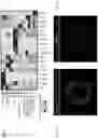 Fig. 04 - CELL POPULATIONS AND GENE EXPRESSION ASSOCIATED WITH IN VITRO BETA CELL DIFFERENTIATION