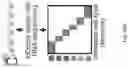 Fig. 37 - CELL POPULATIONS AND GENE EXPRESSION ASSOCIATED WITH IN VITRO BETA CELL DIFFERENTIATION