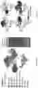 Fig. 41 - CELL POPULATIONS AND GENE EXPRESSION ASSOCIATED WITH IN VITRO BETA CELL DIFFERENTIATION