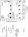 Fig. 65 - CELL POPULATIONS AND GENE EXPRESSION ASSOCIATED WITH IN VITRO BETA CELL DIFFERENTIATION