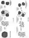 Fig. 69 - CELL POPULATIONS AND GENE EXPRESSION ASSOCIATED WITH IN VITRO BETA CELL DIFFERENTIATION