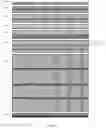 Fig. 89 - CELL POPULATIONS AND GENE EXPRESSION ASSOCIATED WITH IN VITRO BETA CELL DIFFERENTIATION