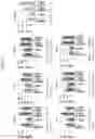 Fig. 07 - METHOD FOR PRODUCING PRIMITIVE GUT TUBE CELLS