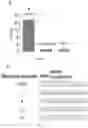 Fig. 06 - Electrochemical biosensor