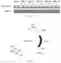 Fig. 02 - Polynucleotide and method used for controlling insect invasion