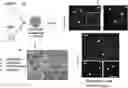 Fig. 01 - Composition and methods of RNAi prophylactics and therapeutics for treatment of severe acute respiratory infection caused by 2019 novel coronavirus (2019-nCoV)