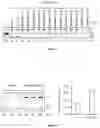 Fig. 02 - Antisense oligonucleotides and their use for treating Pendred syndrome