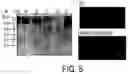 Fig. 06 - RAAV-based compositions and methods for treating amyotrophic lateral sclerosis