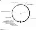 Fig. 04 - MATERIALS AND METHODS FOR MODULATING INTRAOCULAR AND INTRACRANIAL PRESSURE