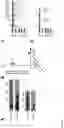 Fig. 16 - MATERIALS AND METHODS FOR MODULATING INTRAOCULAR AND INTRACRANIAL PRESSURE
