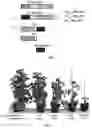 Fig. 02 - BALANCED RESISTANCE AND AVIRULENCE GENE EXPRESSION