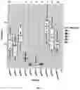 Fig. 06 - BALANCED RESISTANCE AND AVIRULENCE GENE EXPRESSION